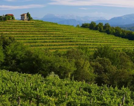 Una terra di storia, cultura e buon vino